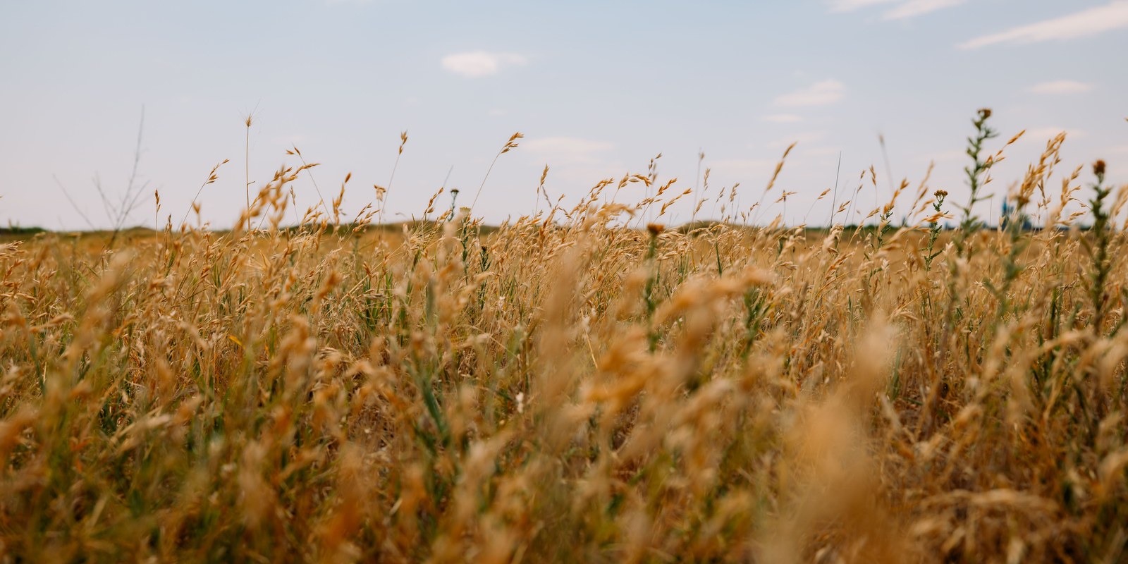 Golden wheat field under a pale sky