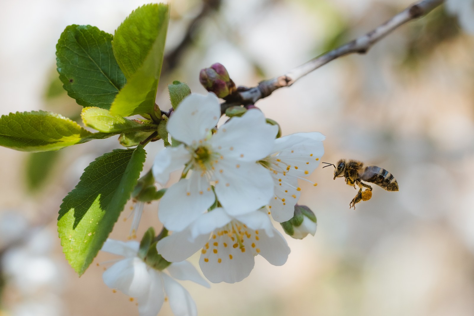 Honey bee flying towards cherry blossom