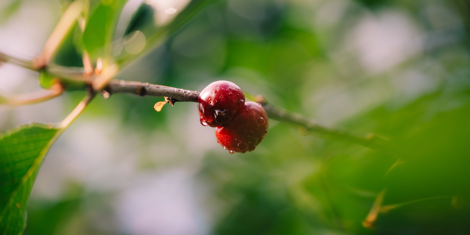 Red berry on a branch