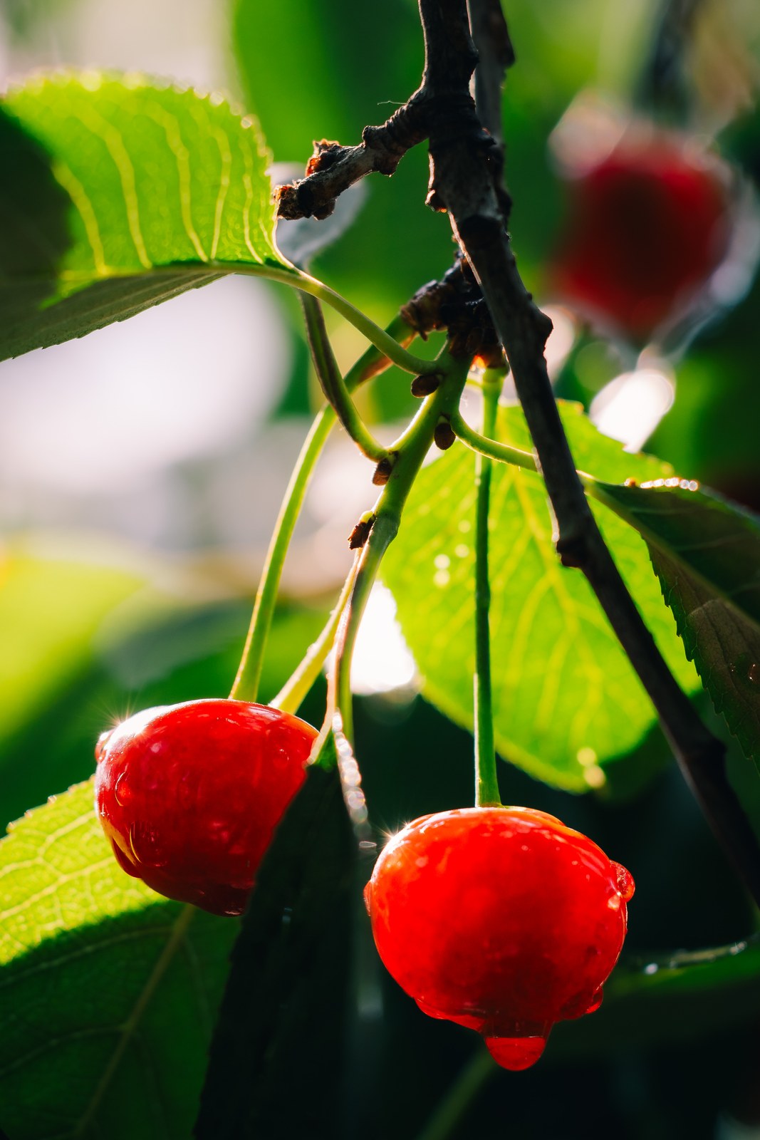 Cherries with water drops