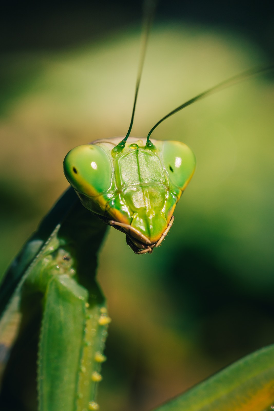 Praying mantis portrait
