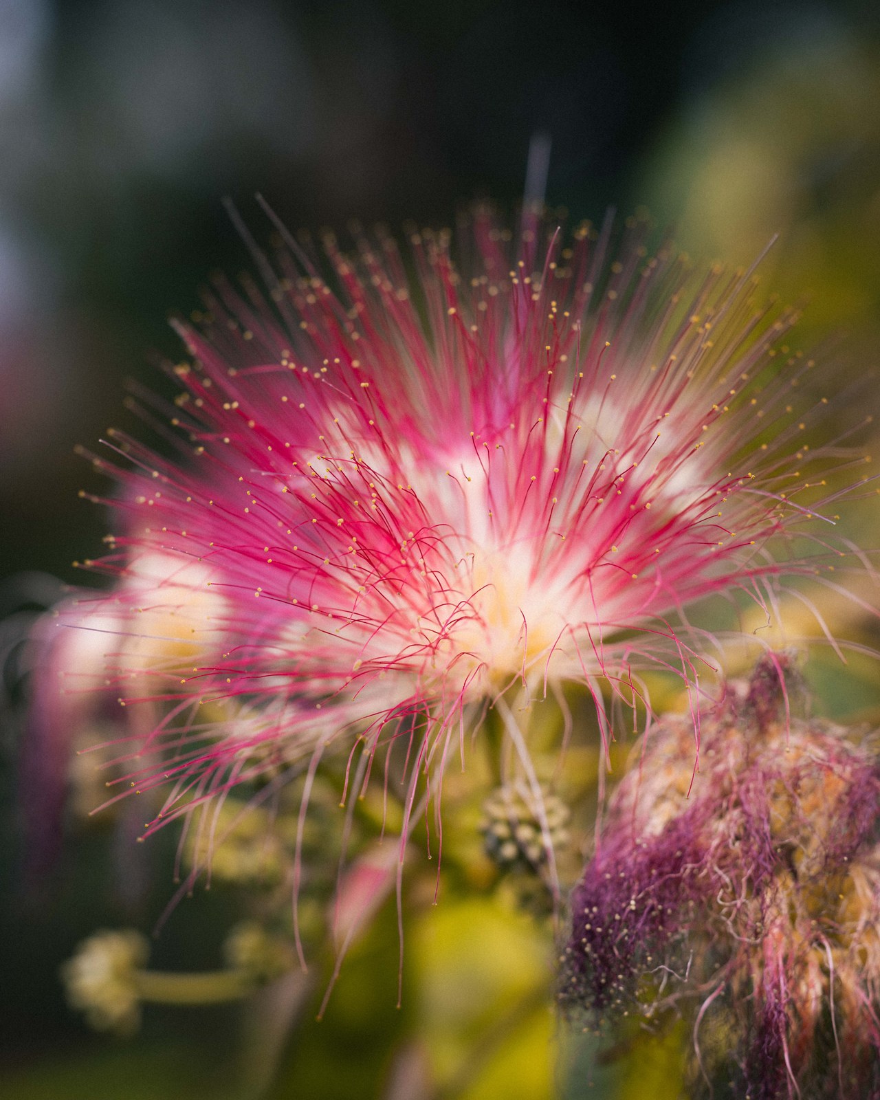 Pink fluffy flower, macro