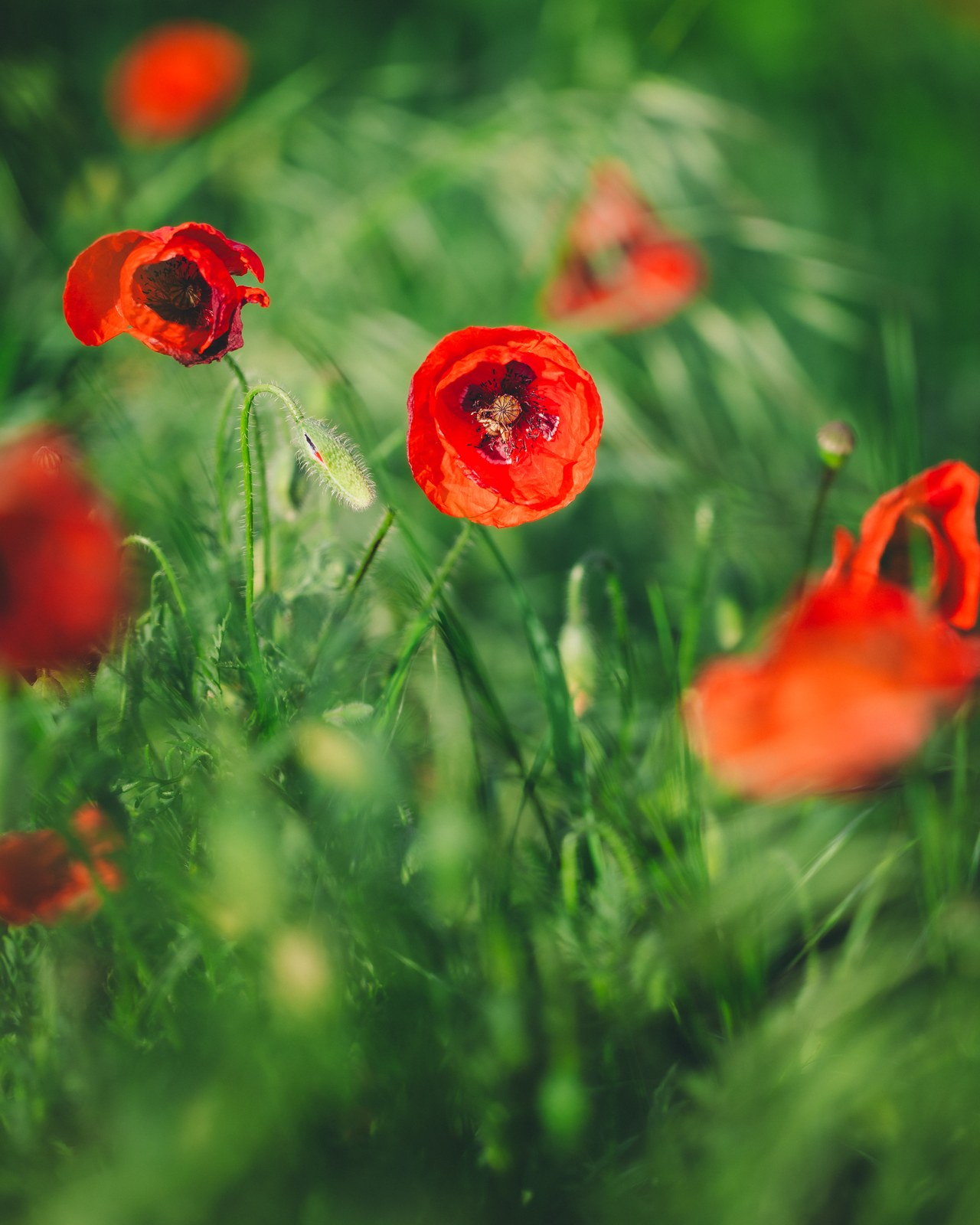 Red poppies in a green meadow