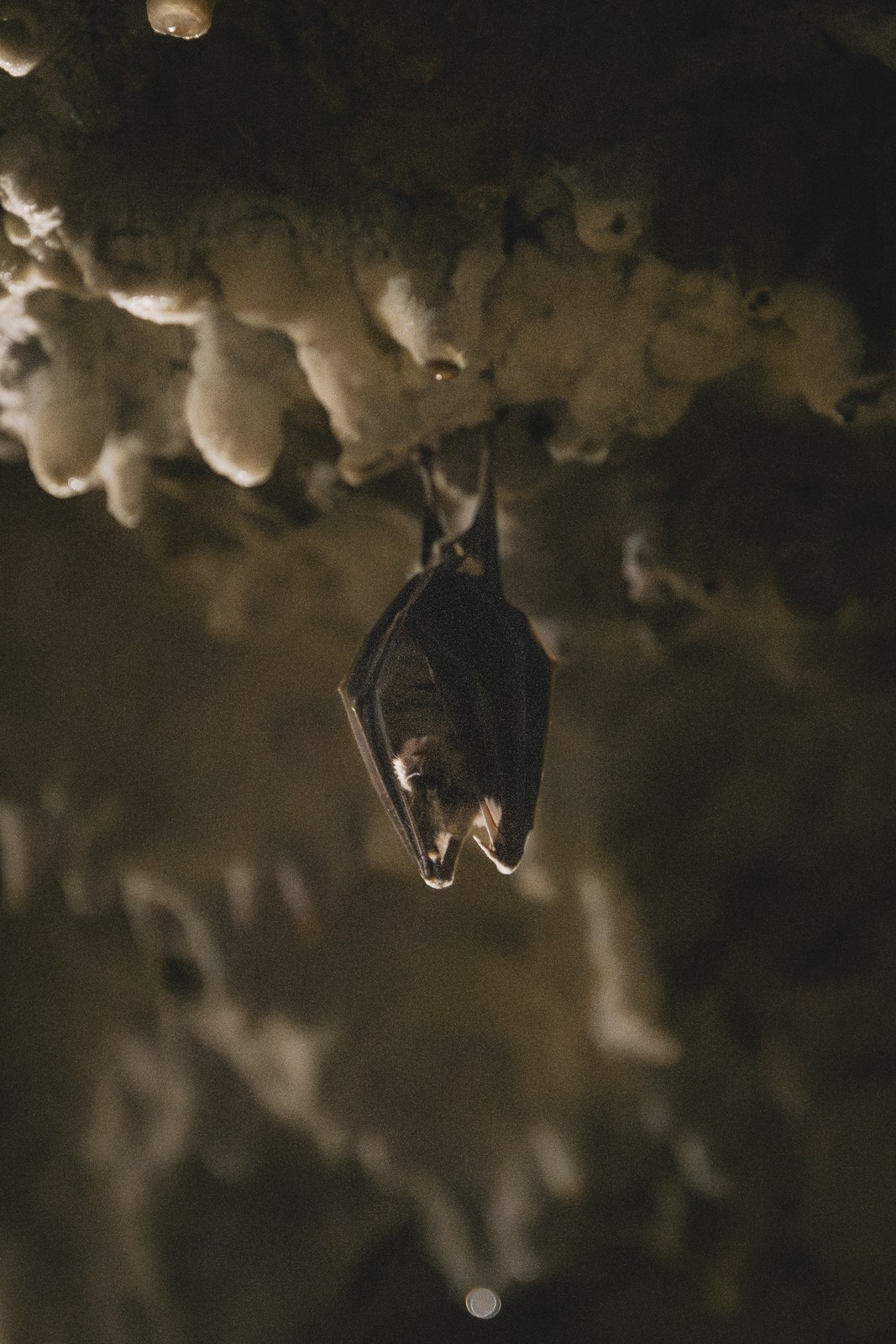 Bat hanging in a cave