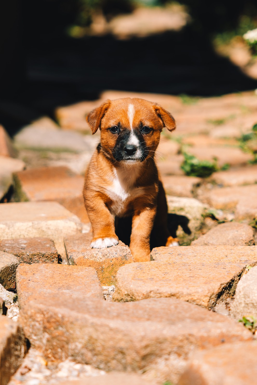 Puppy on cobblestones